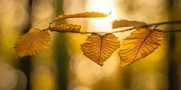 Horoscope for 27 October
