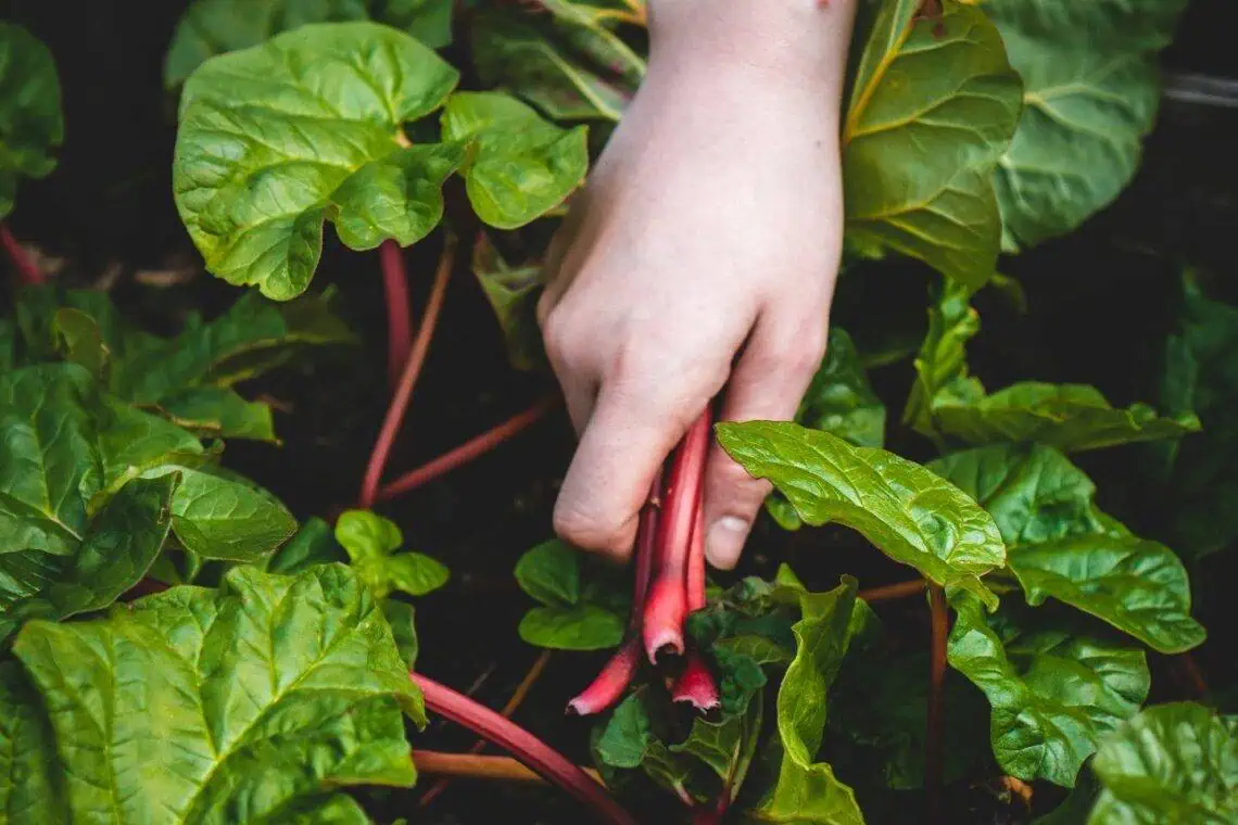 Joburgs Farm-to-Table Surge