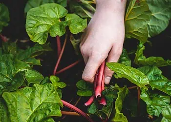 Joburgs Farm-to-Table Surge