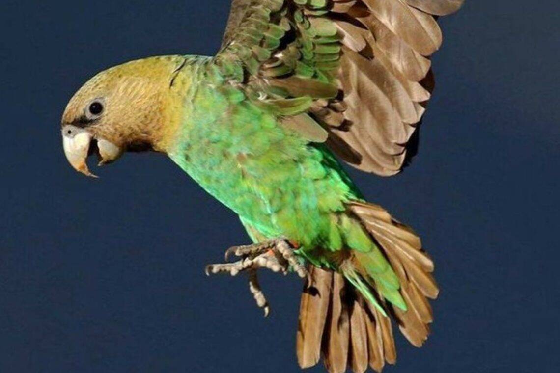 Reviving the Cape Parrot South Africas Tree-Planting Heroes