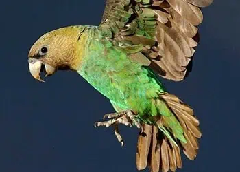 Reviving the Cape Parrot South Africas Tree-Planting Heroes