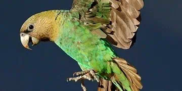 Reviving the Cape Parrot South Africas Tree-Planting Heroes