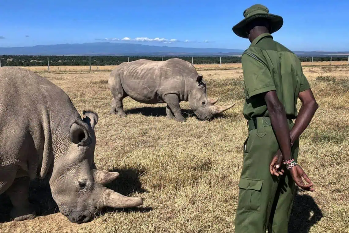 Rhino Wars Krugers Battle to Save the Last Giants