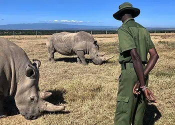 Rhino Wars Krugers Battle to Save the Last Giants