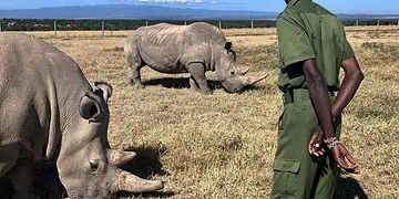 Rhino Wars Krugers Battle to Save the Last Giants