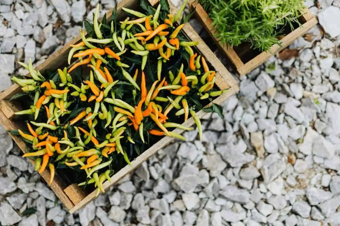 Spring Balcony Food Forest