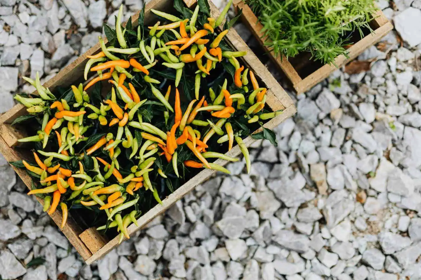 Spring Balcony Food Forest
