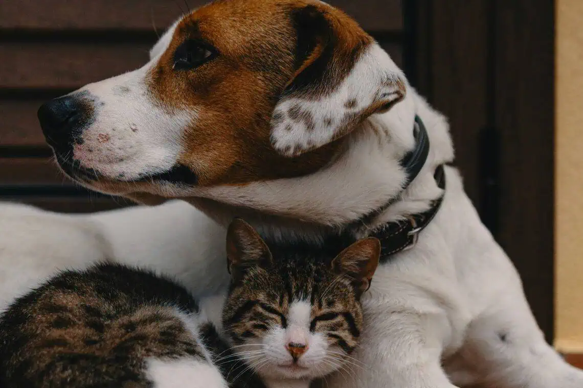 Tshwanes New Dog Law
