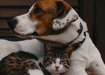 Tshwanes New Dog Law