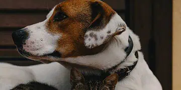 Tshwanes New Dog Law