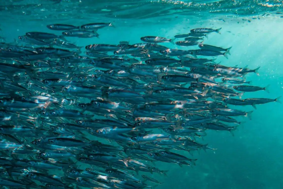 2026 Sardine Run Gear Up Ethically - Saffarazzi 2026 Sardine Run Gear Up Ethically