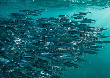 2026 Sardine Run Gear Up Ethically