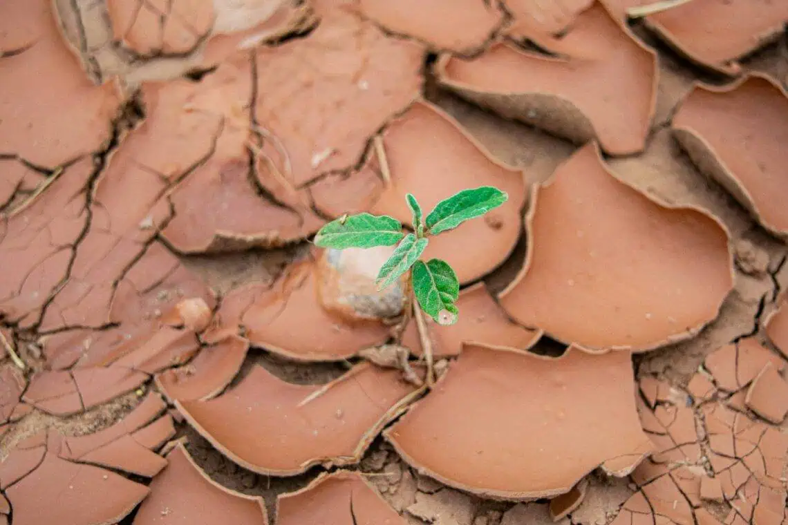Drought-Proof Farms SAs STI Revolution