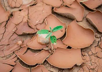 Drought-Proof Farms SAs STI Revolution