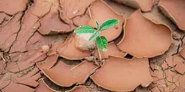 Drought-Proof Farms SAs STI Revolution