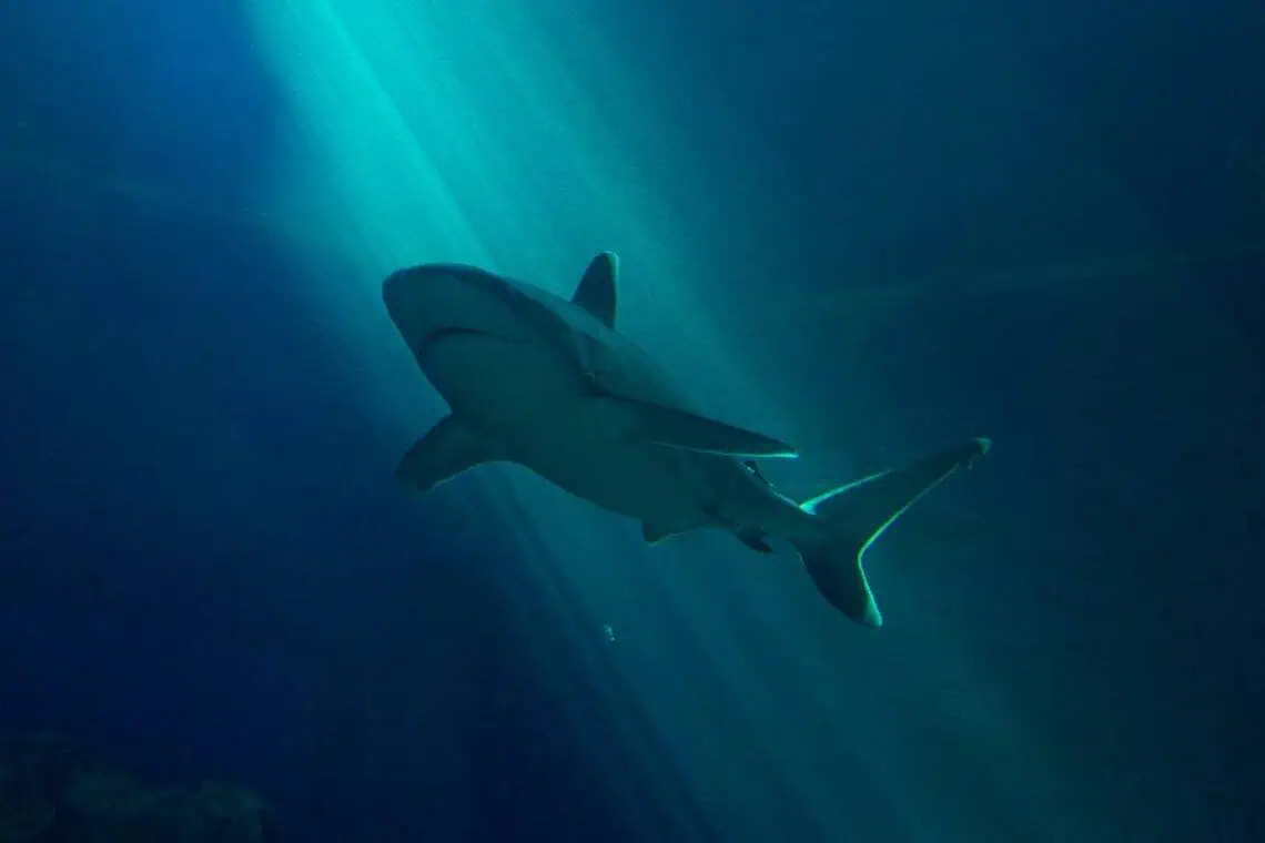 Durban Shark Alert Nets Delayed Swim Smart
