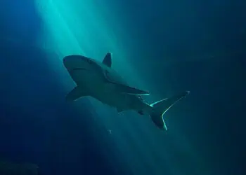 Durban Shark Alert Nets Delayed Swim Smart