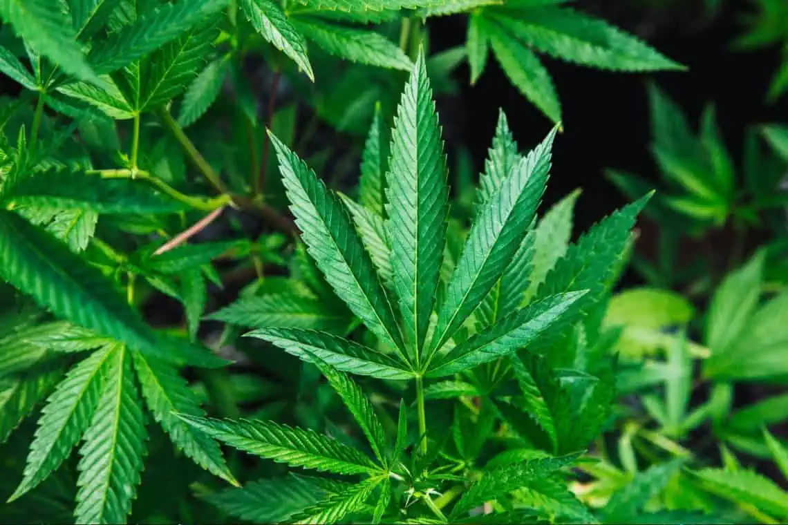 Hemp Boom SAs Green Fashion Surge