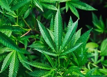 Hemp Boom SAs Green Fashion Surge
