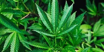 Hemp Boom SAs Green Fashion Surge