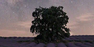 Horoscope for 11 November