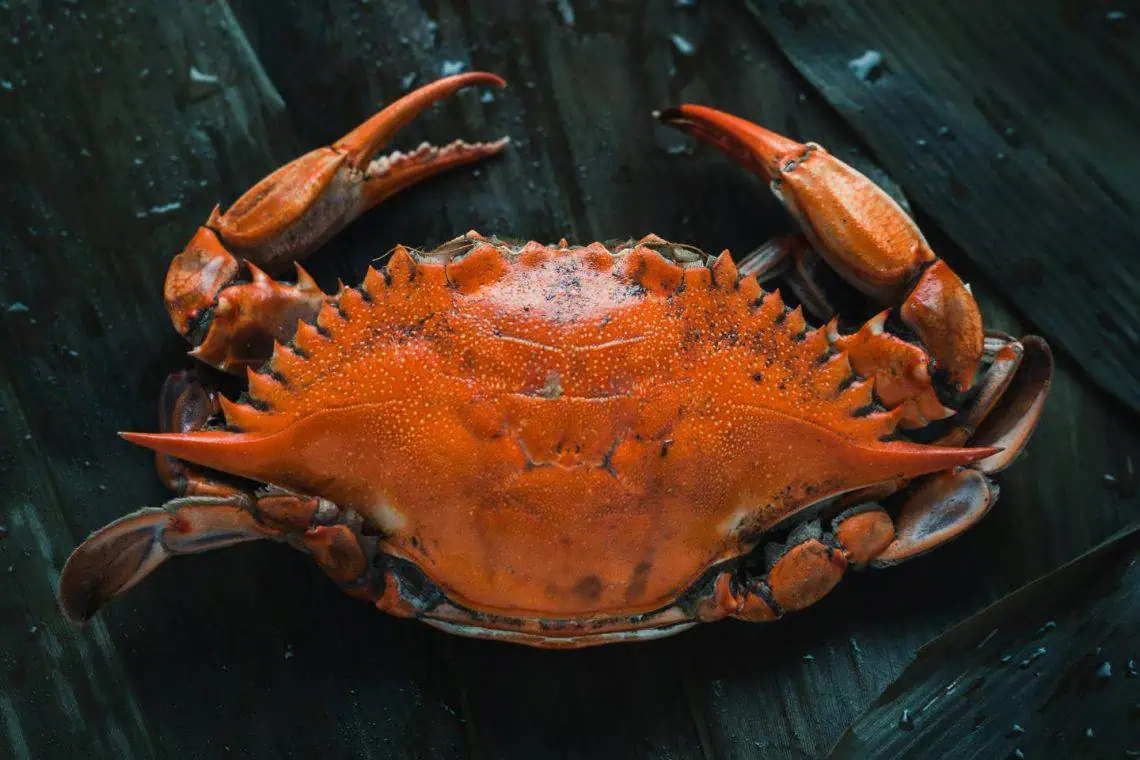 Kid Chefs Epic Crab Showdown 3 Recipes Under R200 - Saffarazzi Kid Chefs Epic Crab Showdown 3 Recipes Under R200