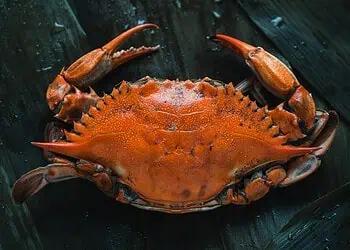 Kid Chefs Epic Crab Showdown 3 Recipes Under R200