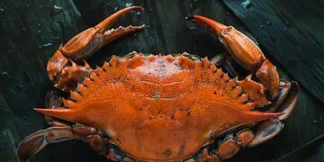 Kid Chefs Epic Crab Showdown 3 Recipes Under R200