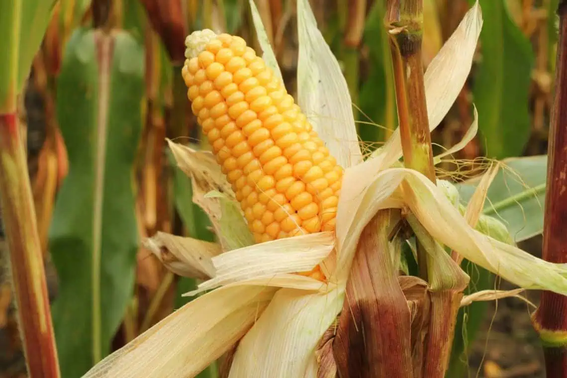 Maize Miracle South Africas 20M-Tonne Harvest Ignites Hope