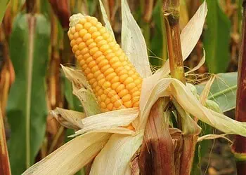 Maize Miracle South Africas 20M-Tonne Harvest Ignites Hope