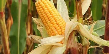 Maize Miracle South Africas 20M-Tonne Harvest Ignites Hope