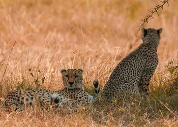 SA Eco-Boom Ignites Global Adventure Fever