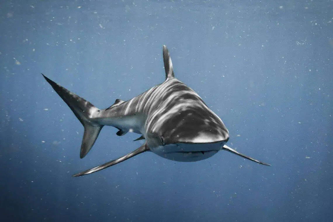 Shark Crackdown Rogue Longliners Face Permit Hell - Saffarazzi Shark Crackdown Rogue Longliners Face Permit Hell