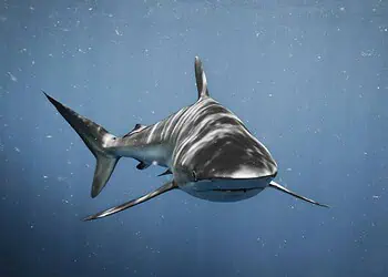 Shark Crackdown Rogue Longliners Face Permit Hell