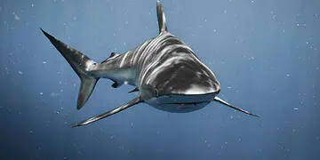 Shark Crackdown Rogue Longliners Face Permit Hell