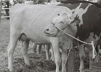 FMD Outbreak Pushes Braai Meat Prices Higher