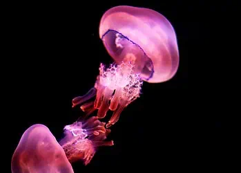 Horoscopes and Lucky Numbers for 17 February 2026