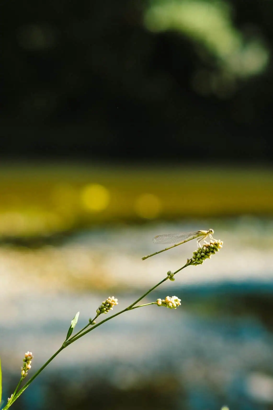 pexels-cerenvisuals-34910090 - Saffarazzi Horoscope for 2 February 2025