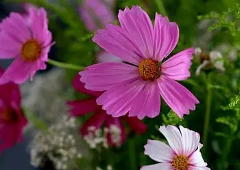 Horoscopes and Lucky Numbers for 11 February