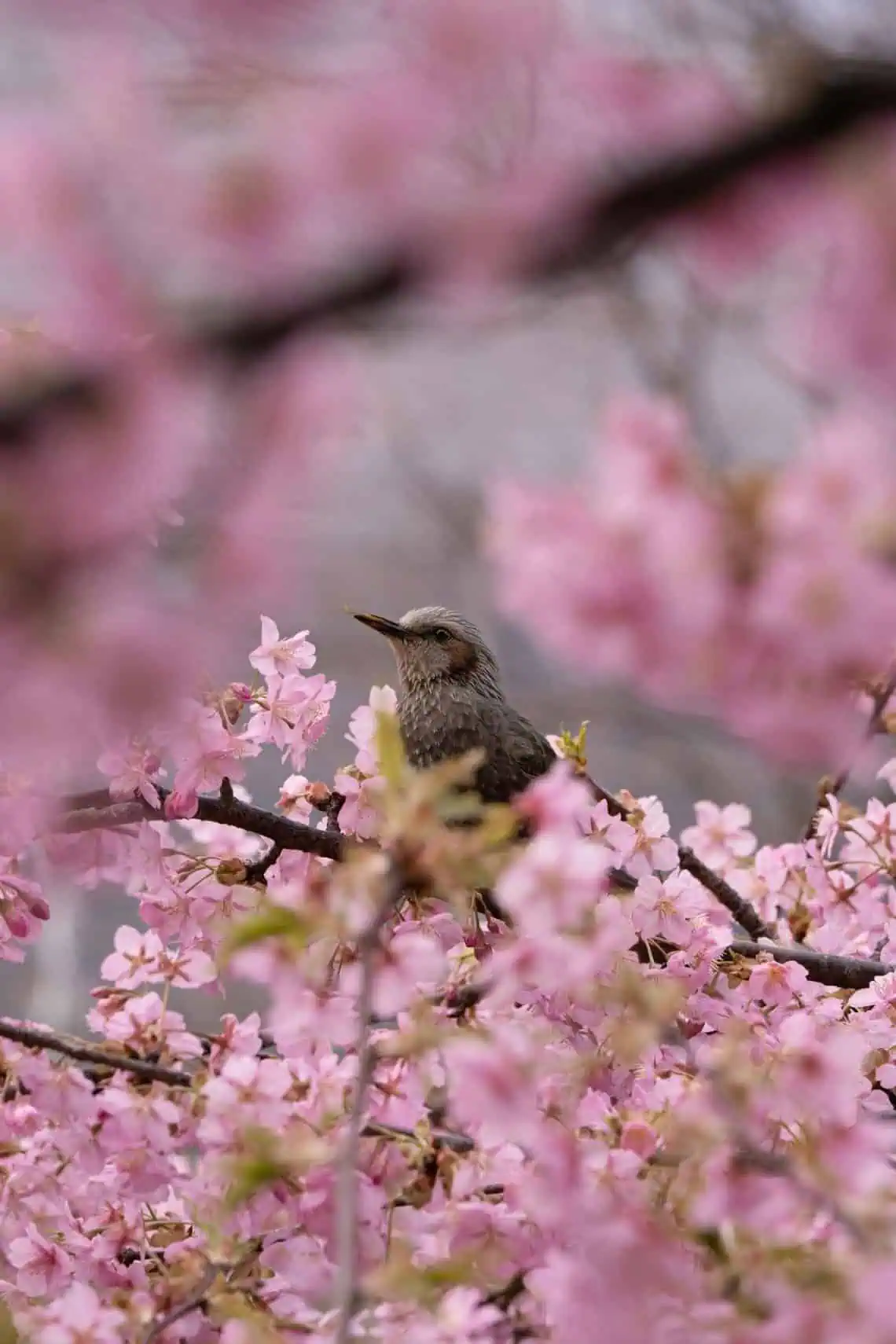 Horoscopes and Lucky Numbers for 16 March - Saffarazzi Horoscopes and Lucky Numbers for 16 March