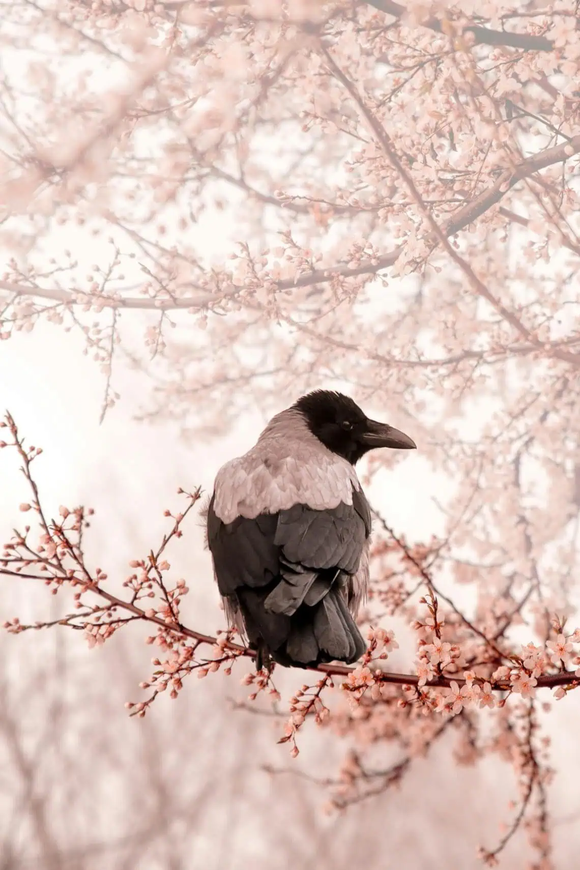 Horoscopes and Lucky Numbers for 4 March - Saffarazzi Horoscopes and Lucky Numbers for 4 March