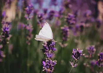 Horoscopes and Lucky Numbers for 28 March