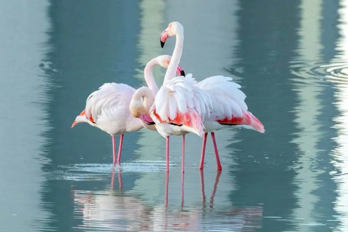 Horoscopes and Lucky Numbers for 19 March - Saffarazzi Horoscopes and Lucky Numbers for 19 March