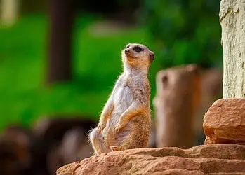 Horoscopes and Lucky Numbers for 1 April