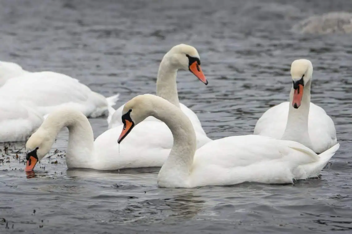 Horoscopes and Lucky Numbers for 21 April - Saffarazzi Horoscopes and Lucky Numbers for 21 April