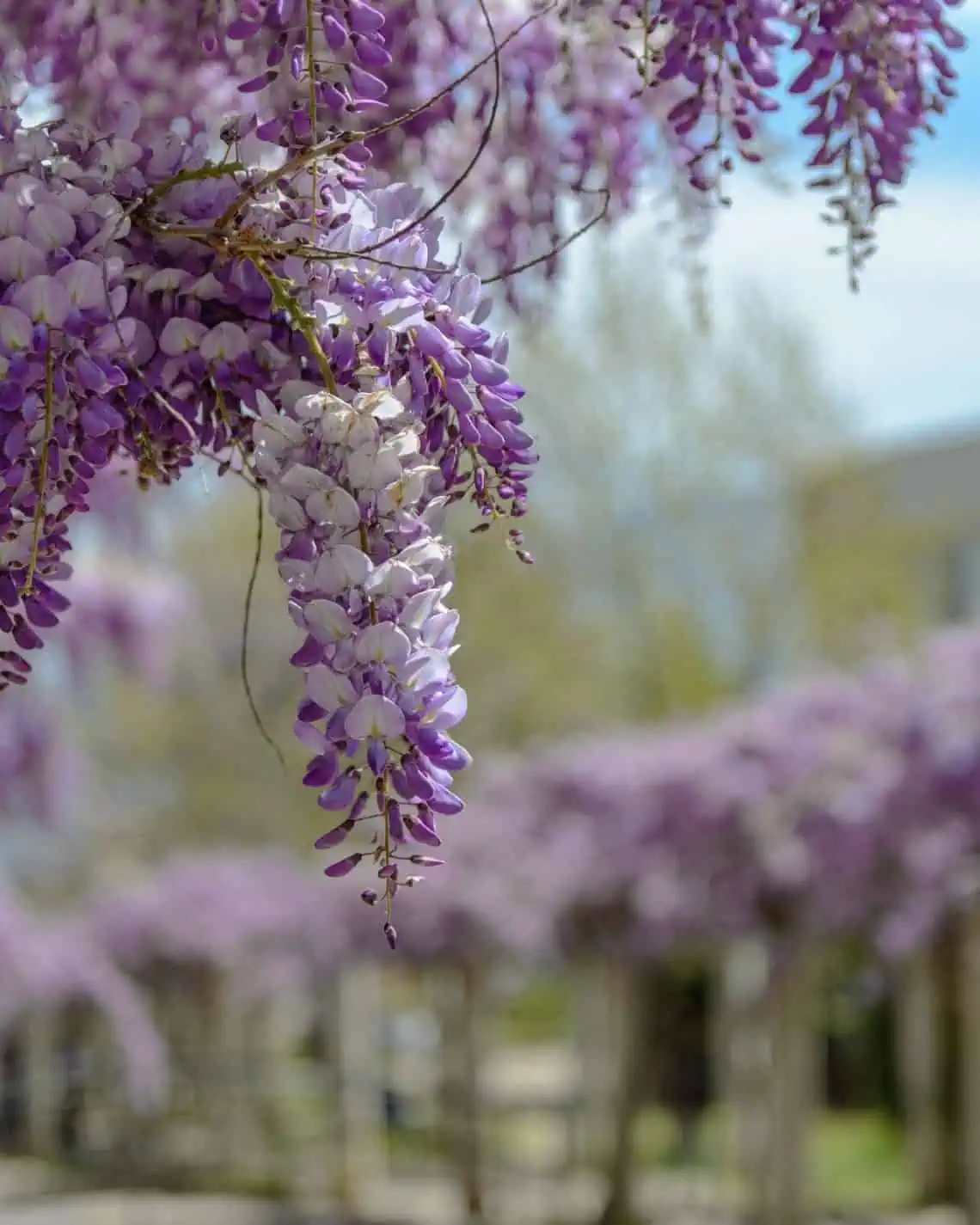 Horoscopes and Lucky Numbers for 29 May - Saffarazzi Horoscopes and Lucky Numbers for 29 May