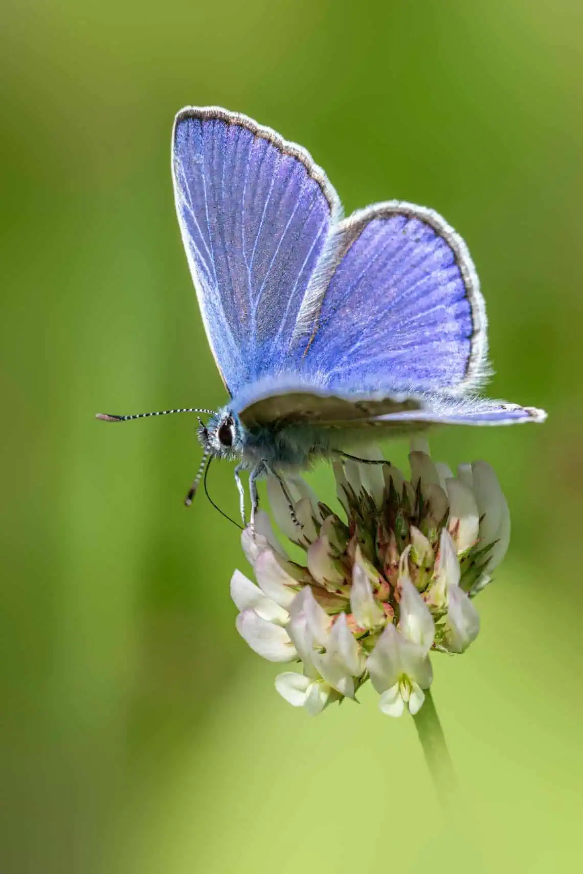 Horoscopes and Lucky Numbers for 31 May - Saffarazzi Blue butterfly with iridescent blue wings perched on a pale flower against a green blurred background