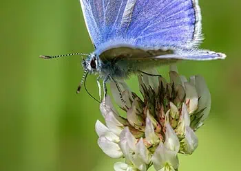 Blue butterfly with iridescent blue wings perched on a pale flower against a green blurred background