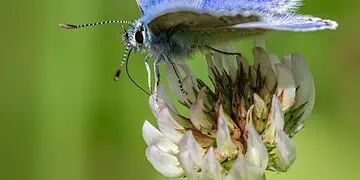 Blue butterfly with iridescent blue wings perched on a pale flower against a green blurred background