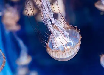 Horoscopes and Lucky Numbers for 27 May